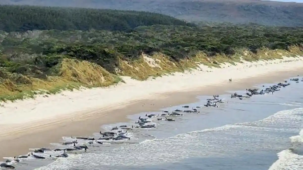 Sekitar 200 Ikan Paus Pilot Mati Terdampar di Pantai Australia