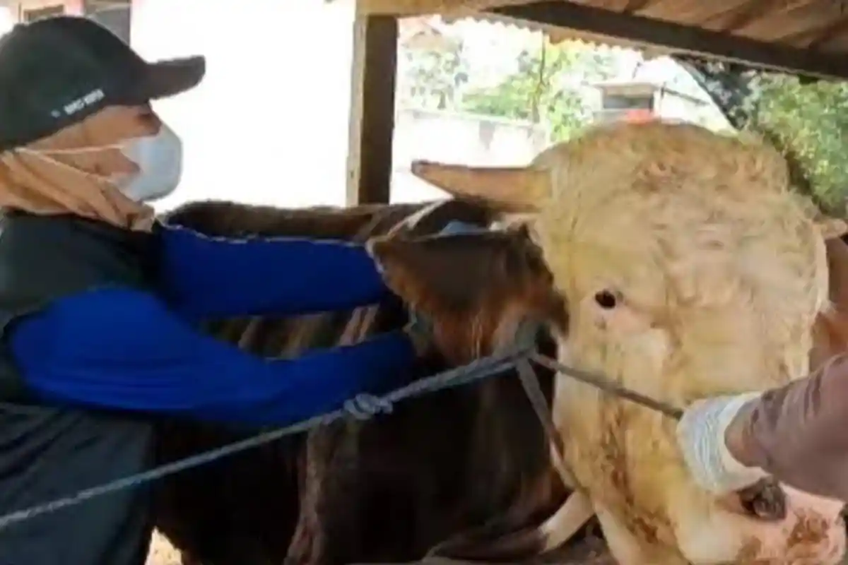 Jumlah Kasus LSD pada Sapi di Kota Blitar Meningkat, Ada 70 Kasus Hingga Juli 2023