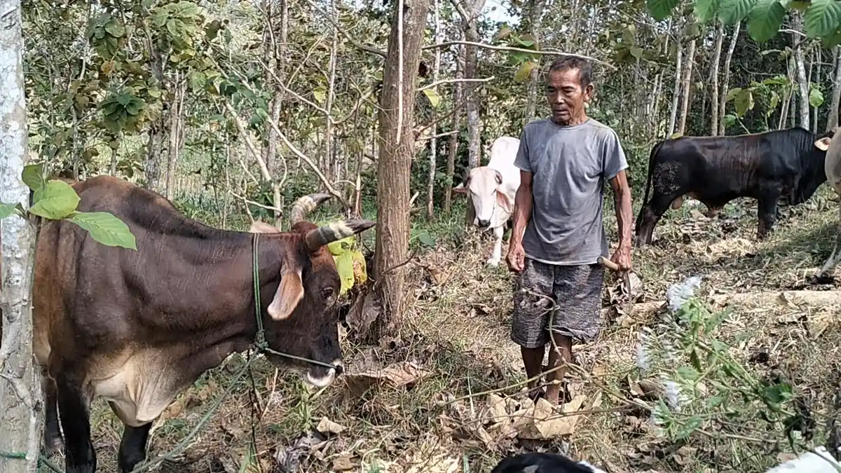 Sumindar Ungsikan Tiga Sapinya, Menjauh dari Lokasi Kebakaran Sumur Minyak di Blora