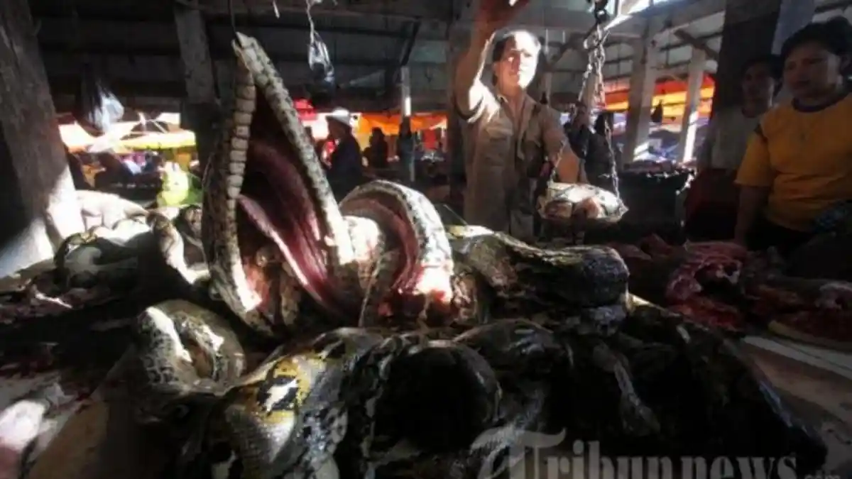 Turis Swedia Ini Nyaris tak Percaya Lihat Pedagang Jual Daging Ular Piton di Pasar