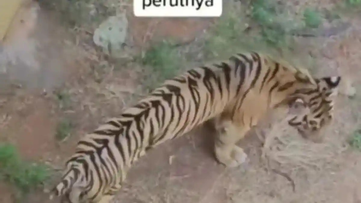 Viral di Medsos Harimau Sumatera Terlihat Kurus dan Perutnya Kempis, Ini Penjelasan Kebun Binatang
