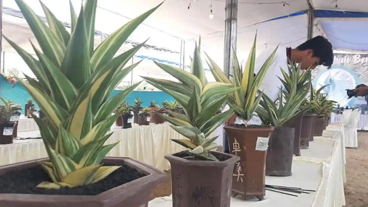 Serunya Kontes Sansevieria di Gresik, Ada Tanaman Lidah Mertua Seharga Mobil