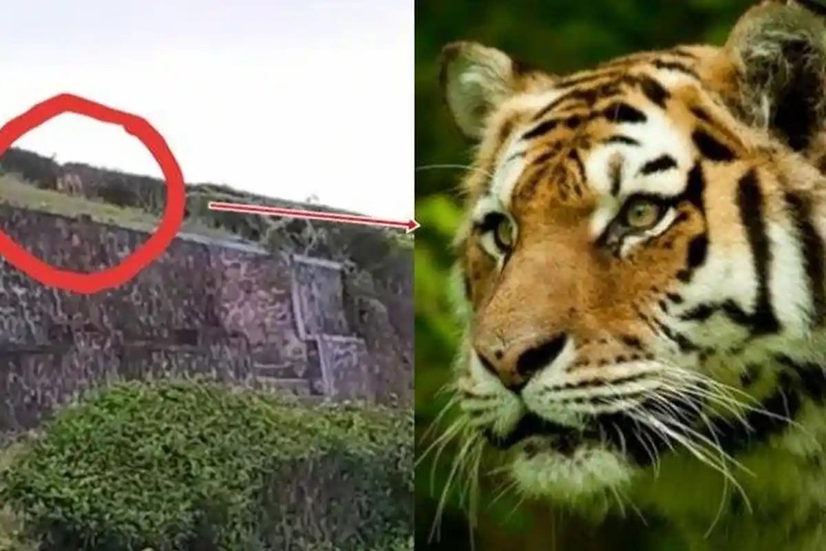 Mengerikan, Harimau Tunggui Jasad Korban yang Diterkamnya, Warga dan Polisi Takut Mengevakuasi