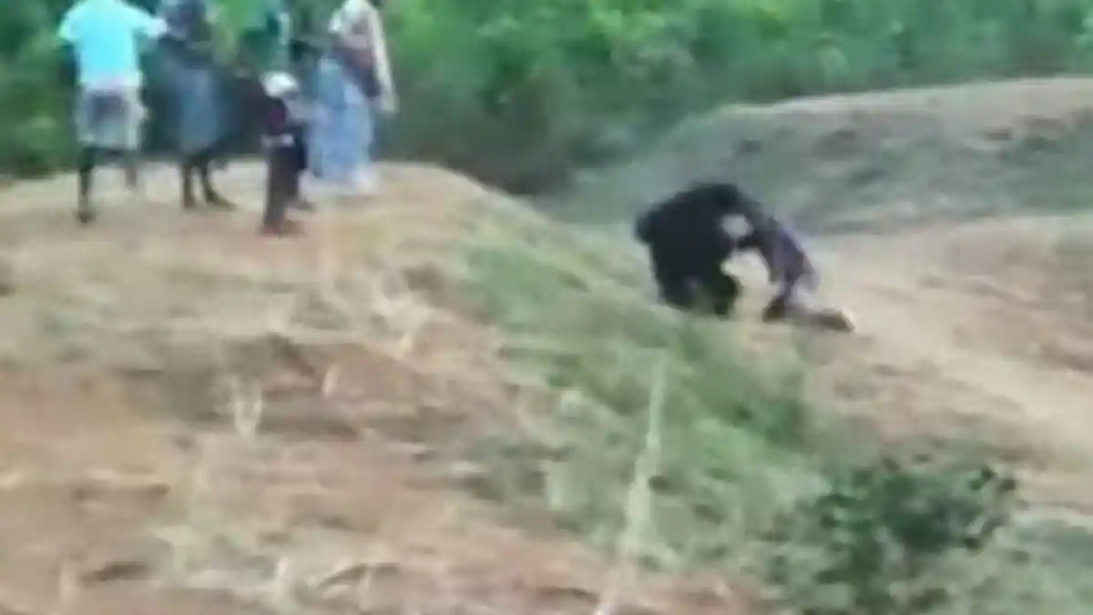 Bermaksud Selfie dengan Beruang yang Terluka di Pinggir Jalan, Sopir Taksi Ini Malah Tewas Diserang