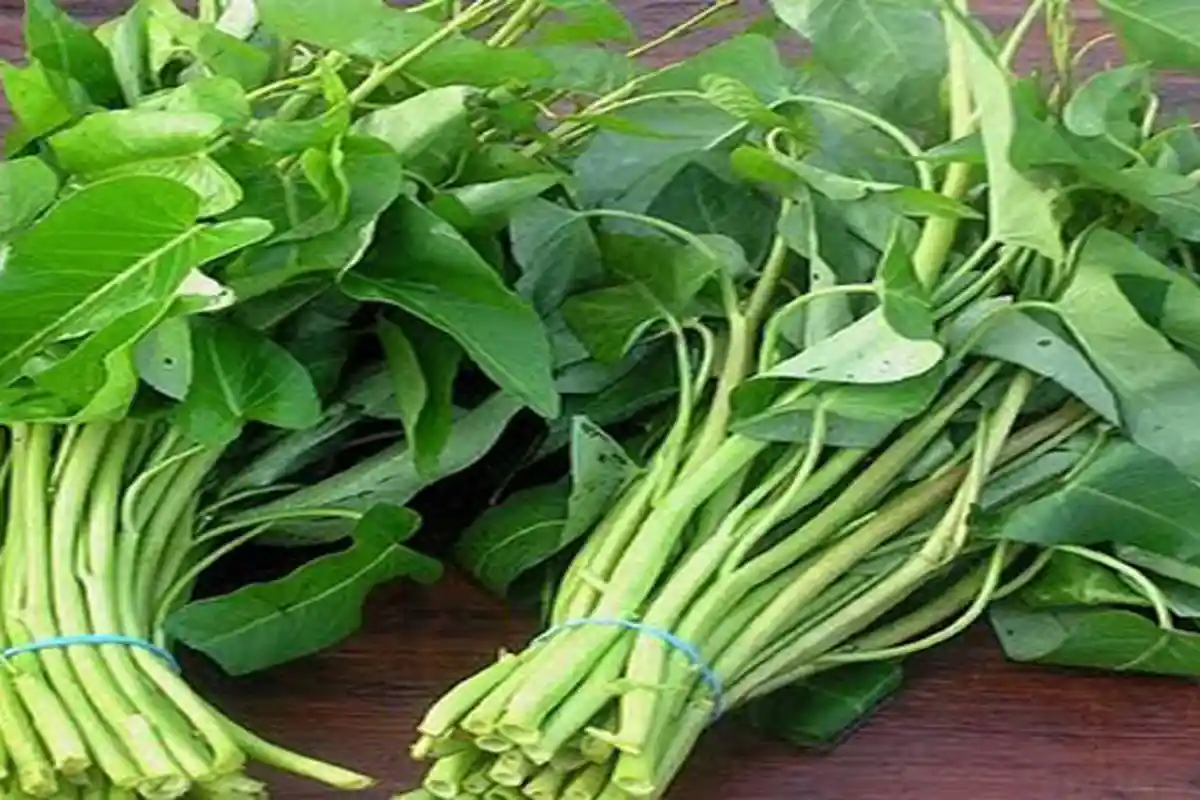 TAK SANGKA, Ternyata Air Rendaman Kangkung Bisa Sembuhkan Banyak Penyakit, Termasuk Sakit Kepala