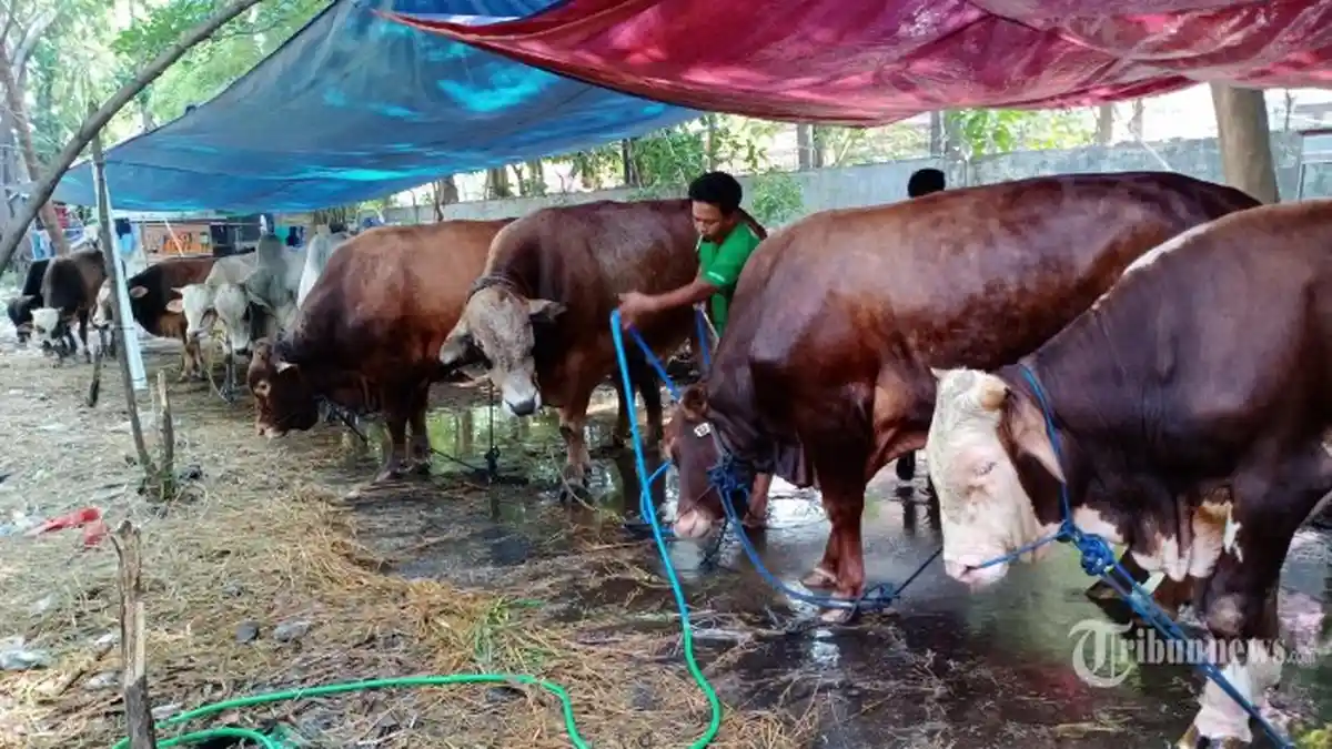 Daftar Harga Hewan Kurban H-4 Idul Adha 2020: Kambing Mulai Rp 1,5 Juta, Sapi Mulai Rp 14 Juta