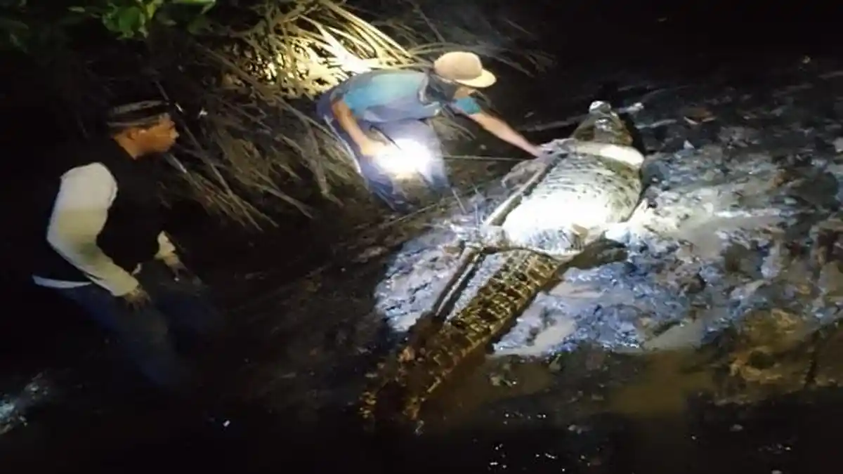 Pengelola Wisata Pantai di Batam Diminta Waspada Buaya Lepas, Sisa 3 Ekor Belum Ditangkap