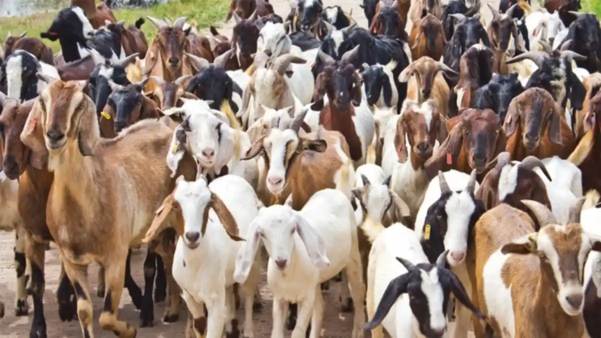 Perkiraan Harga Sapi dan Kambing Kurban per Agustus 2018 Jelang Idul Adha 1439 H