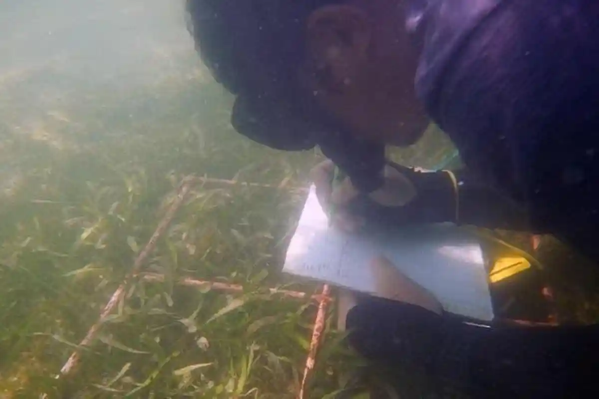 Duh, Padang Lamun di Perairan Jateng Kurang Sehat: Dua Ada di Nusakambangan Cilacap dan Karimunjawa