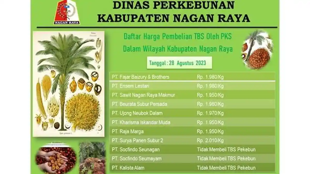 Harga TBS Kelapa Sawit di Nagan Raya Terus Naik, Ada yang Mulai Beli Segini