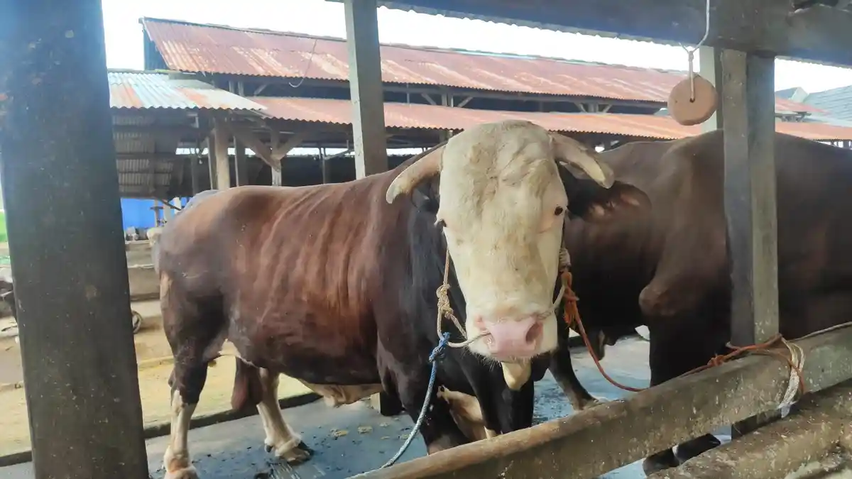 "Bule", Sapi Kurban Jokowi di Palembang Seberat 1,13 Ton Akan Dikurbankan di Masjid Raya Taqwa