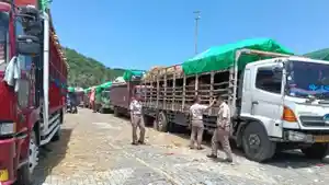 Pengiriman-ternak-lewat-pelabuhan.jpg