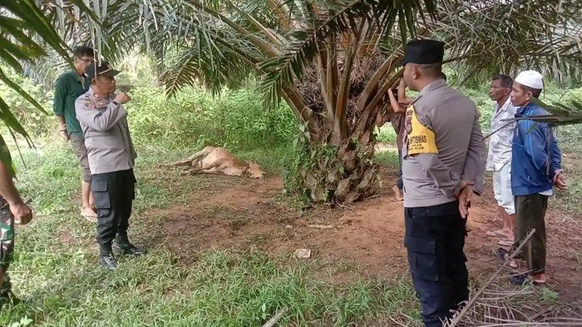 KA LOEM, Seekor Sapi Mati Diterkam Harimau di Aceh Timur