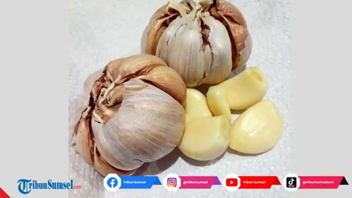 Cara Membuat Olahan Bawang Putih Bakar Enak, Berikut Manfaat Mengkonsumsinya di Masa Pandemi