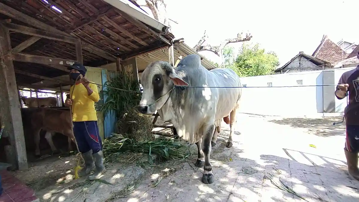 Penampakan Sapi 1 Ton Rembang Dibeli Presiden Jokowi Untuk Kurban di Grobogan, Harga Setara Mobil