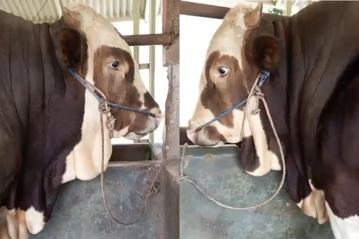 Sapi Jenis Simmental Asal Jepara Jadi Pilihan Presiden Prabowo Saat Idul Adha 2025