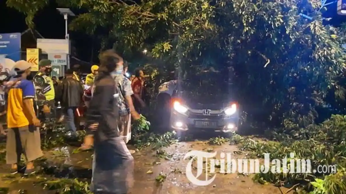 Digasak Truk Kontainer Bermuatan Pupuk, Pohon Tumbang dan Timpa Mobil di Bungah Gresik