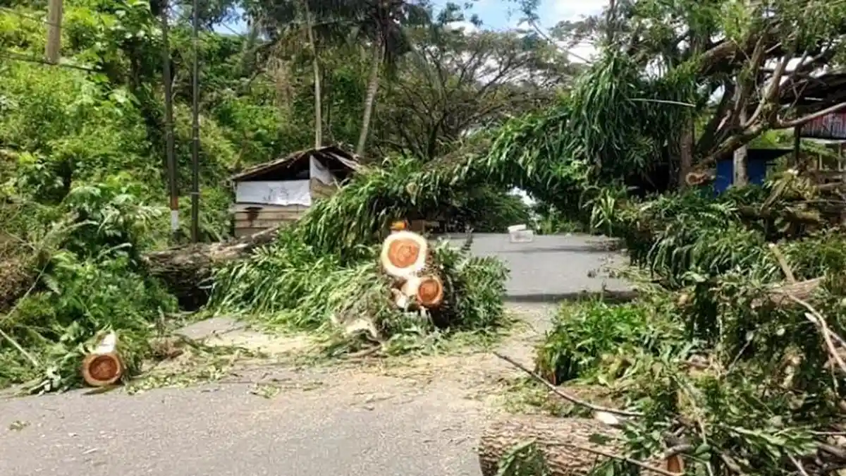 Jalan Abdul Malik Pattana Endeng Mamuju Tutup Akibat Pohon Tumbang