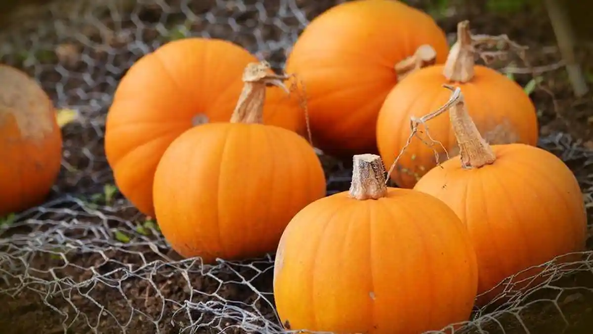 Bisa Menurunkan Berat Badan Hingga Bakar Kalori, Ini 8 Manfaat Konsumsi Labu Kuning untuk Menu Diet