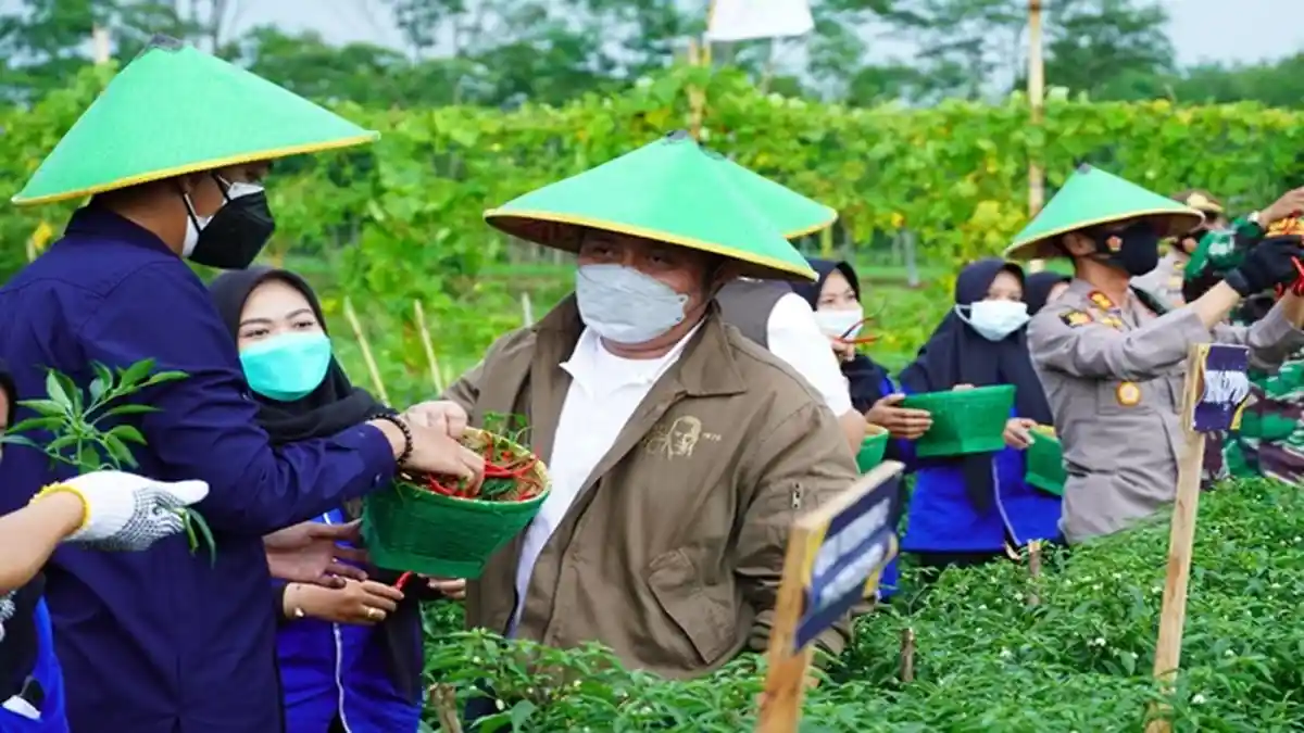 Panen Cabai, HD harap Petani OKU Timur dapat Manfaatkan KUR untuk Peningkatan Hasil