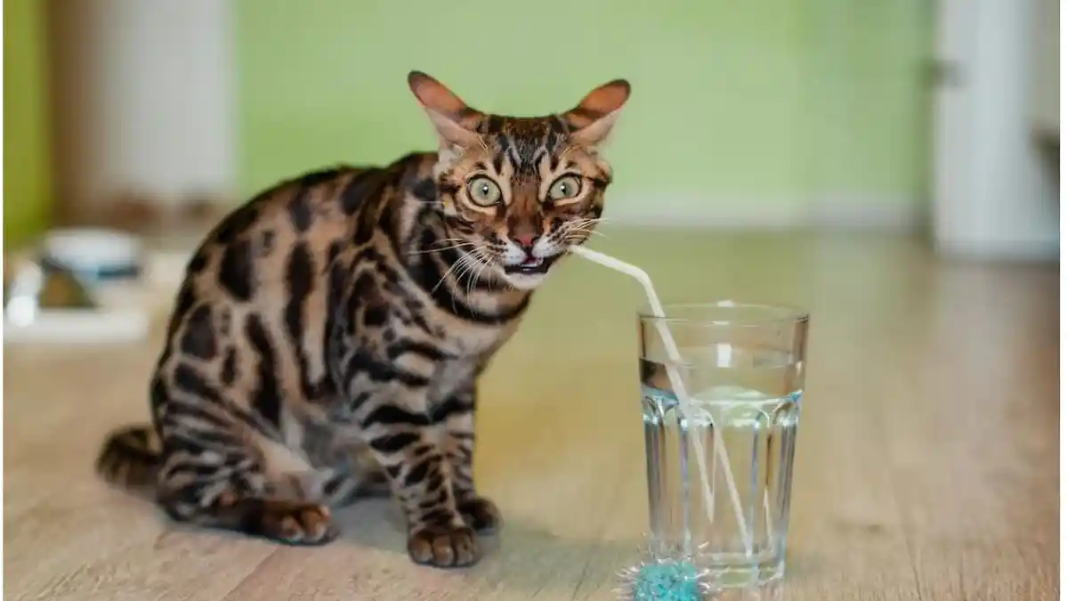 Daftar Minuman yang Berbahaya Jika Dikonsumsi Kucing, Nomor 4 Paling Sering Dilakukan