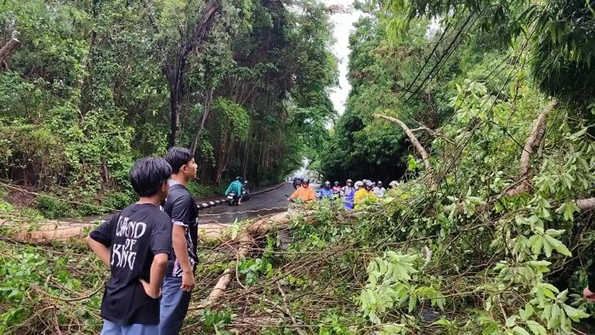 Sehari 3 Pohon Tumbang di Denpasar, Hujan dan Angin Kencang Jadi Penyebab, Lalu Lintas Tersendat!