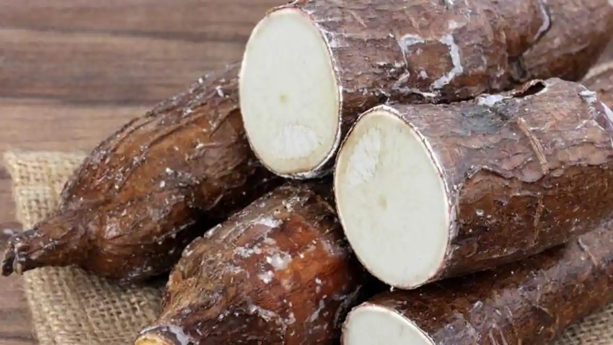 Manfaat Singkong dan Beragam Makanan Olahannya