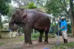 Bandung Zoological Garden Sudah Bisa Kembali Beroperasi
