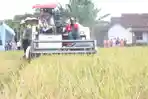 Kejar Target Swasembada Pangan 4 Juta Ton, Bulog Perkuat Serapan Gabah dari Petani Ngawi