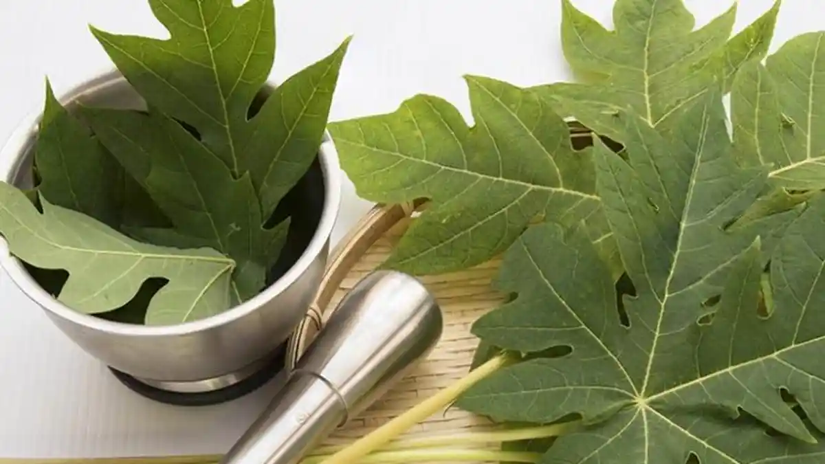 Cukup Konsumsi 4 Lembar Daun Pepaya Rebus Setiap Hari, Bisa Cegah Berbagai Penyakit Ganas Ini