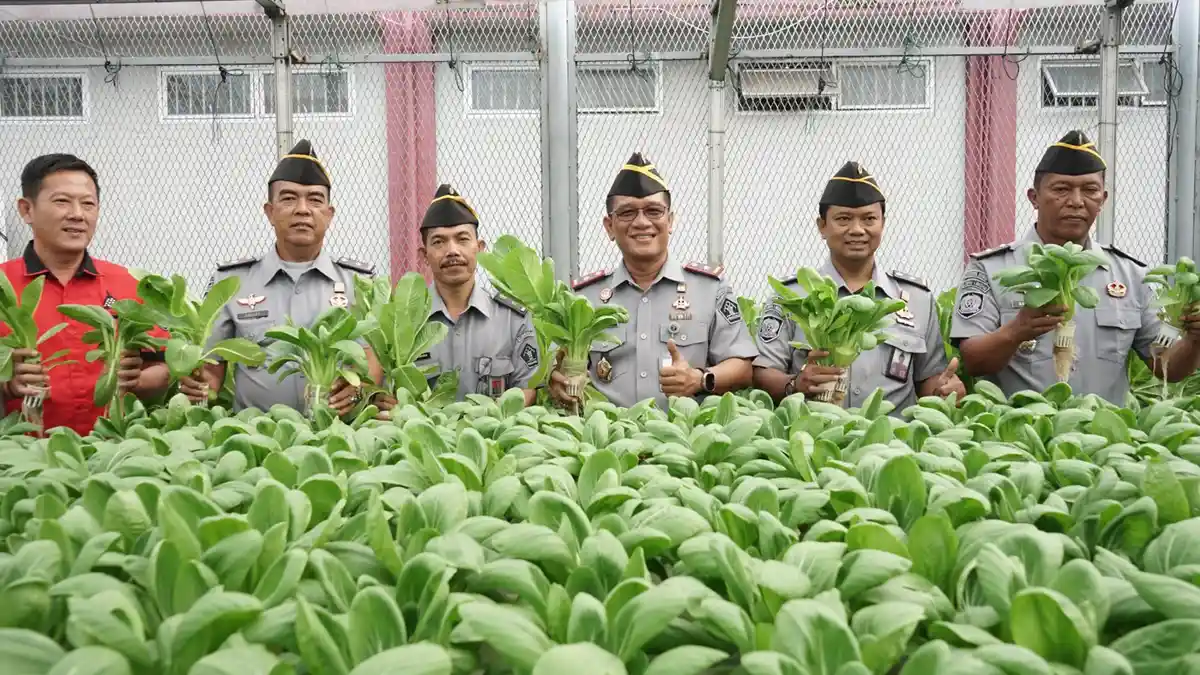 Kreatif dan Produktif, WBP Lapas Medan Panen Raya Hidroponik