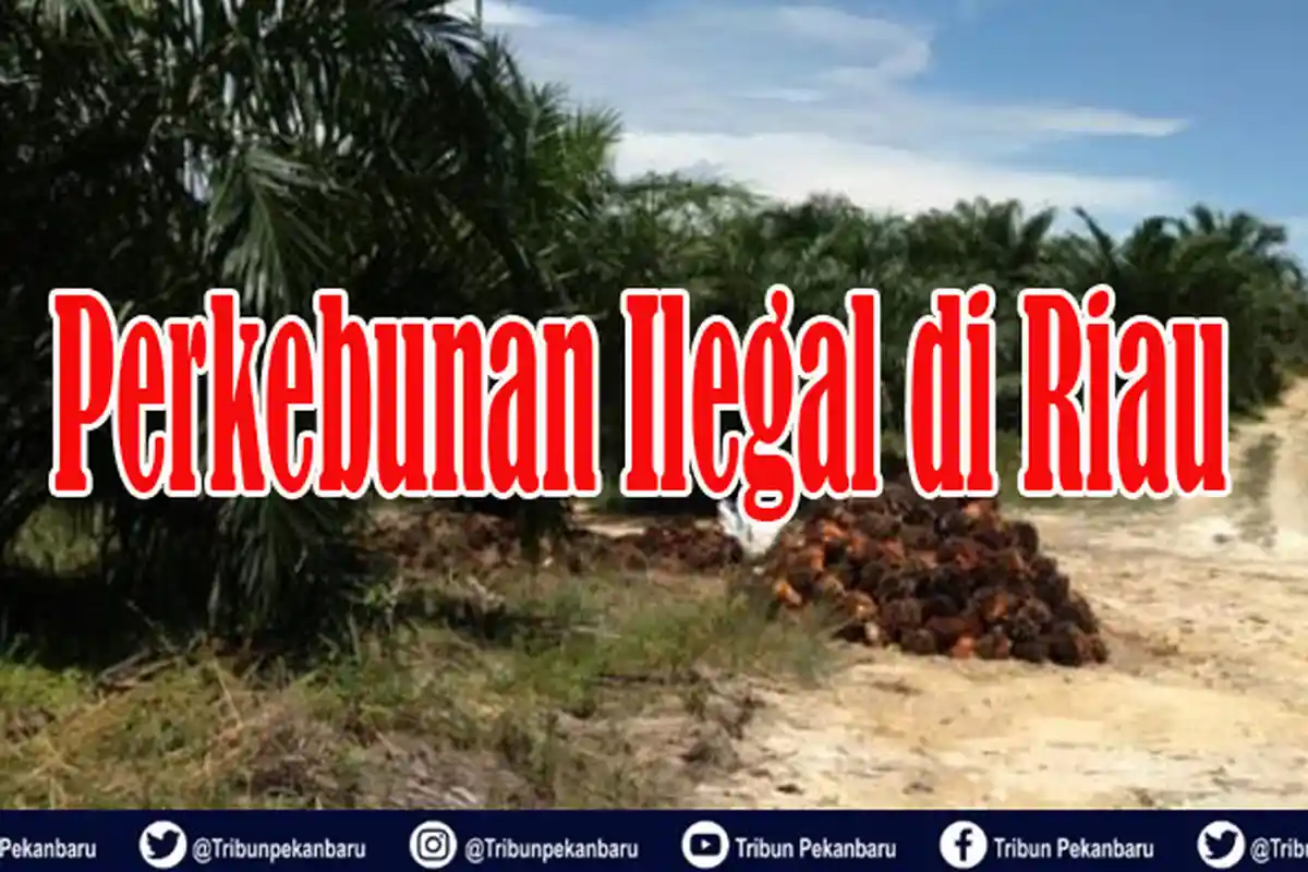 58 Ribu HEKTARE Lahan Perkebunan di Riau Ilegal, Masuk dalam Kawasan Hutan, Dikuasai 32 Korporasi