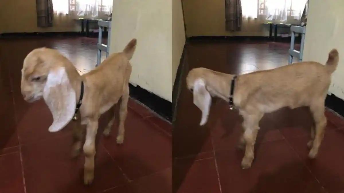 Viral Anak Kambing Dirawat di Dalam Rumah, Sering Dimandikan hingga Diberi Minum Susu Setiap Hari