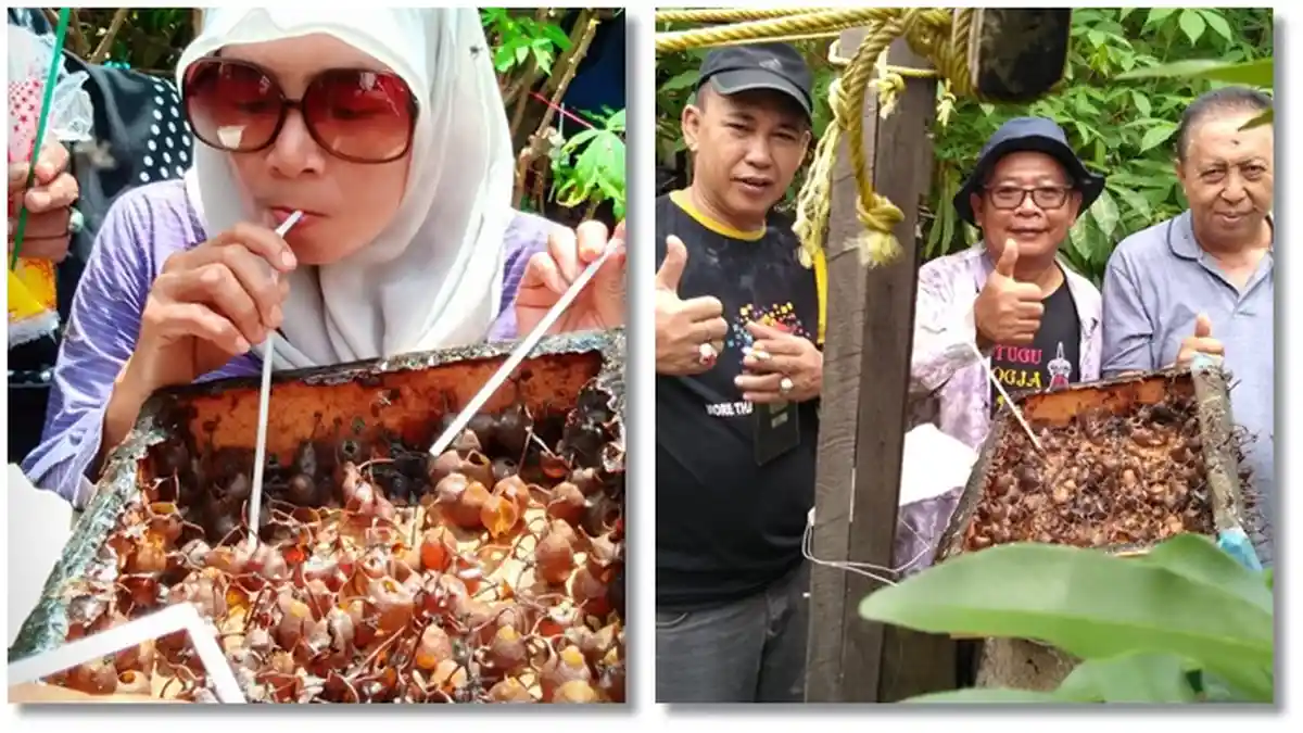 Mengenal Khasiat Madu Klanceng alias Madu Kelulut, Kaya Antioksidan juga Antiperadangan