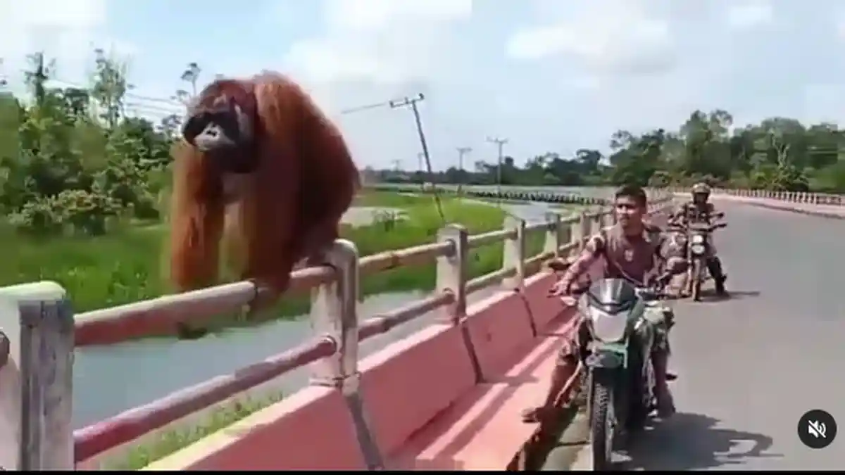 Video Orangutan Santai Jalan-jalan Di Atas Jembatan Lintas Kotawaringin Barat