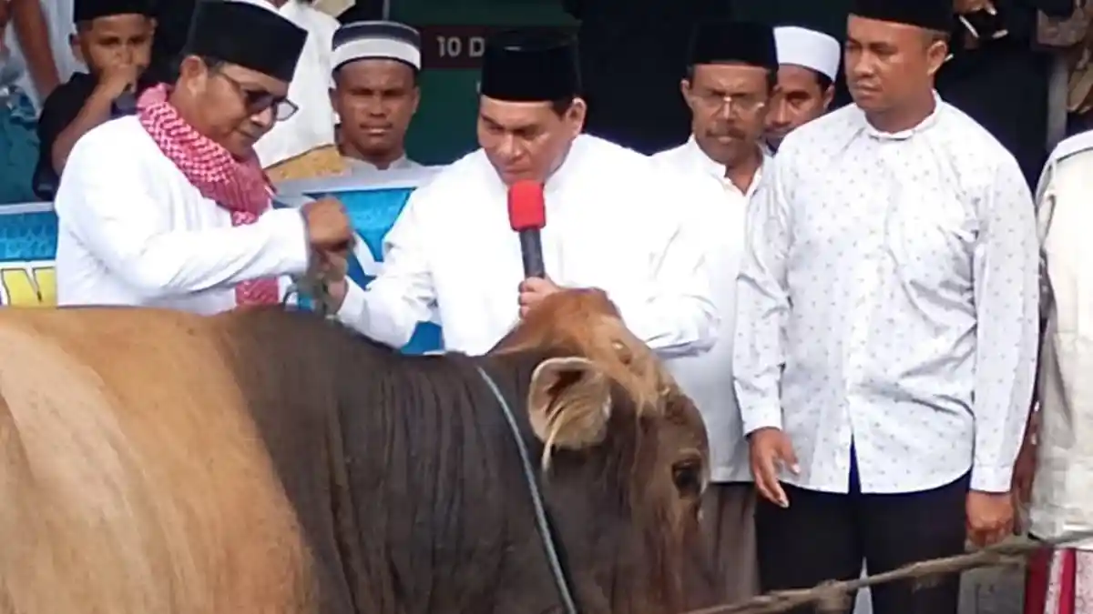 Bupati Fakfak Serahkan Sapi Bantuan Presiden Prabowo untuk Masjid Agung Baitul Makmur