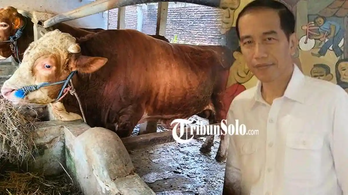 Cerita Sapi Widarto Asal Sragen Jadi Kurban Jokowi : Dipilih Karena Sehat dan Paling Anteng