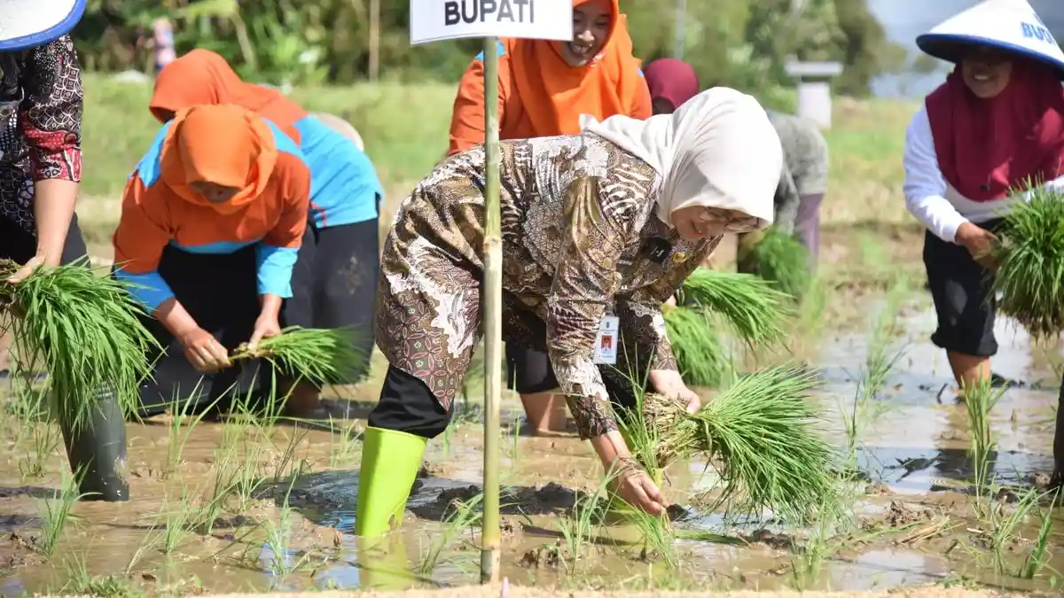 Petani di Puring Kebumen Mulai Masa Tanam Ketiga Padi