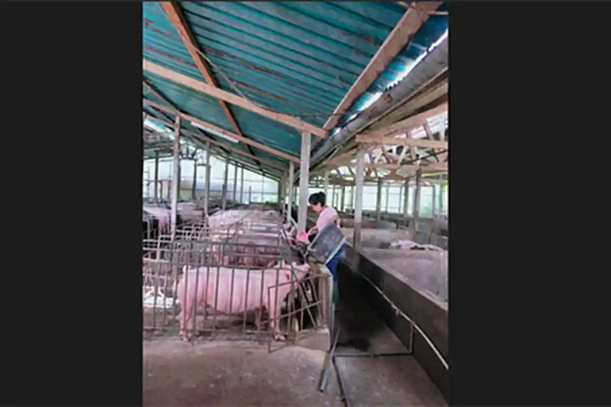 Harga Daging Babi di Bali Jelang Galungan Melonjak Tajam, Peternak: Itu Permainan Tengkulak