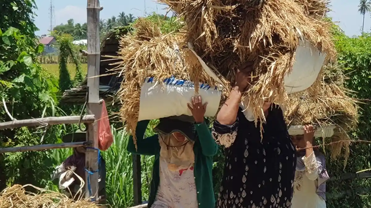 Petani Keluhkan Harga Padi Sangat Murah Dibeli di Nagan Raya, Rp 800 Ribu Sigunca
