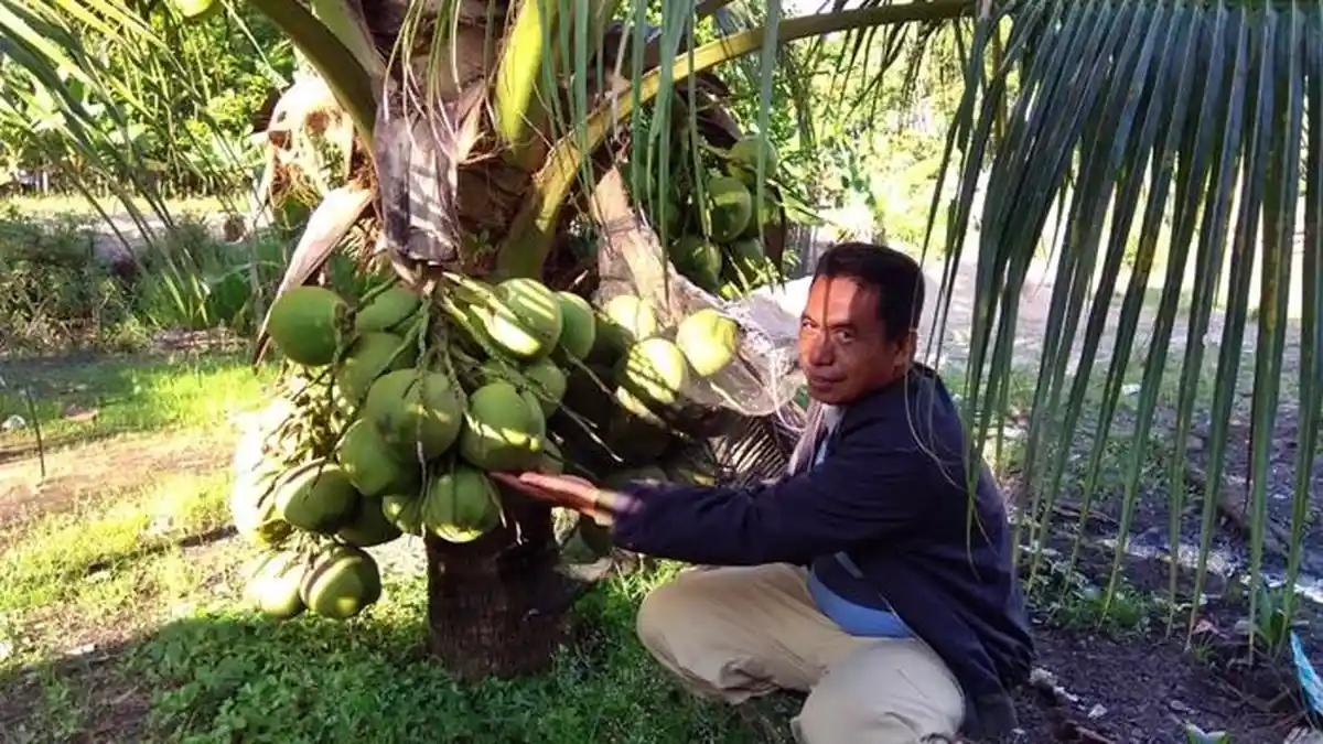 Cara Tahu  Kelapa Pandan Wangi Asli dan Langkah-langkah Menanamnya Seperti di Ogan Ilir Sumsel