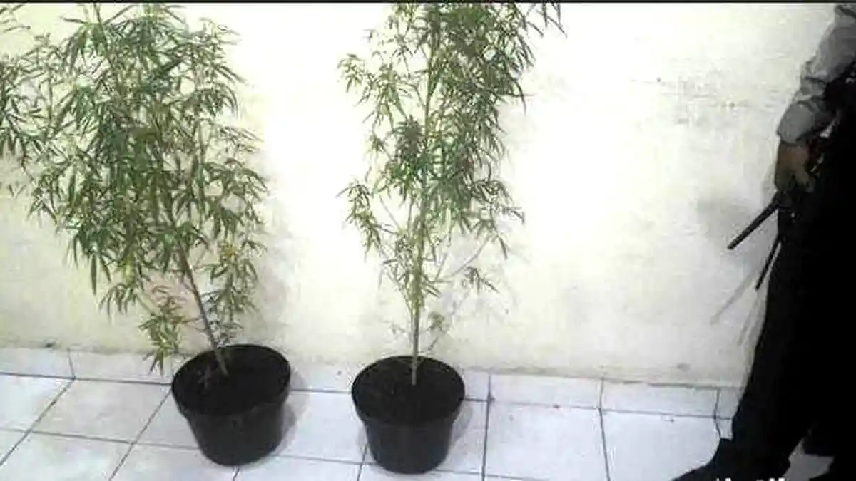 Ganja yang Ditanam, Dimanfaatkan Nandi untuk Obati Sesak Nafas