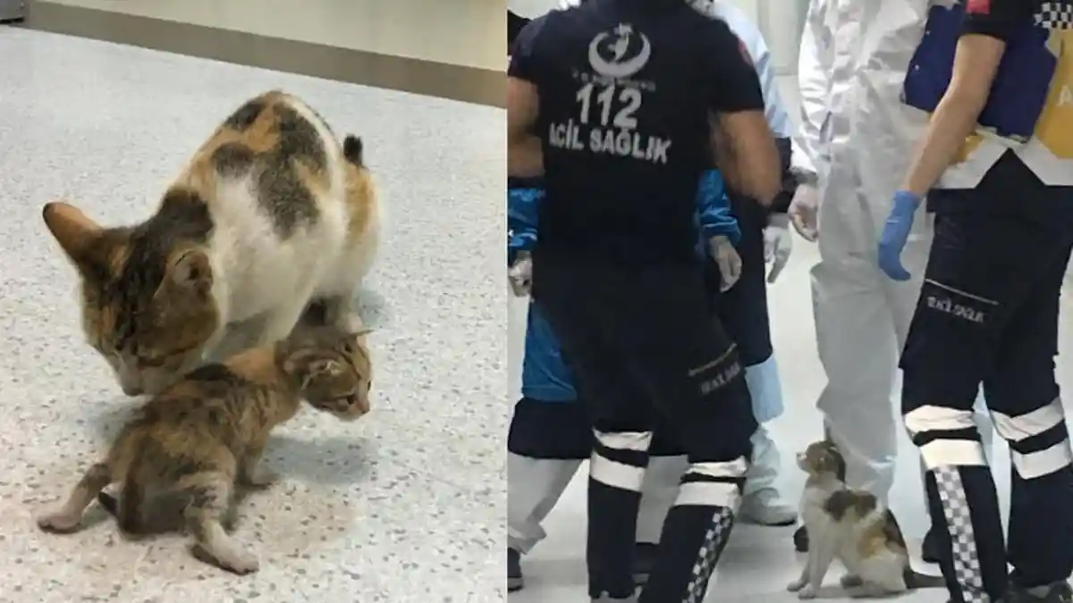 Viral, Induk Kucing Ini Gendong Anaknya yang Sakit Minta Pertolongan Dokter di UGD Rumah Sakit