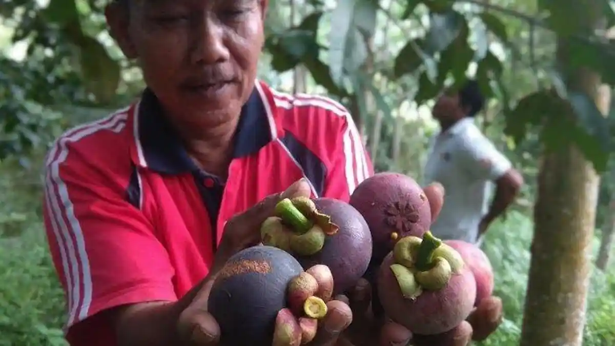 Manggis Dari Watulimo Trenggalek Tembus Pasar Ekspor, Dikirim ke Tiongkok, Taiwan, Arab Saudi