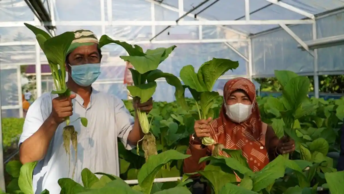 PLN UIP Kalbagtim Laksanakan Program Kampung Ketahanan Pangan