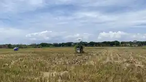lahan-pertanian-pasca-panen-raya-di-Subak-kawasan-Kecamatan-Mendoyo.jpg