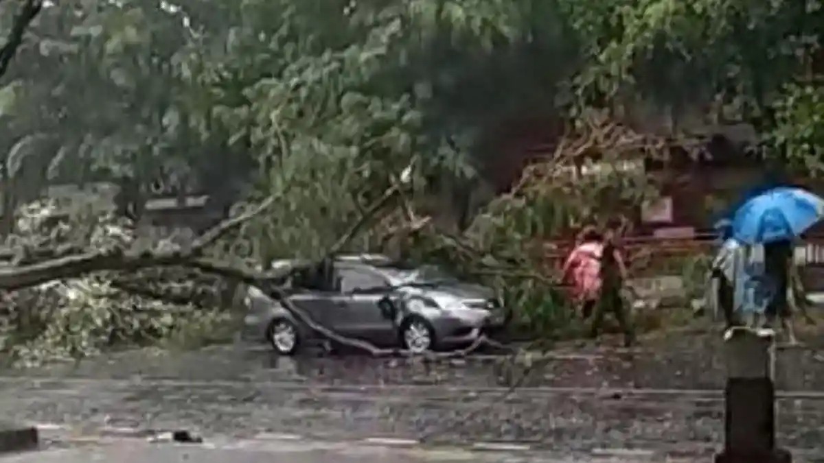 Mobil Wisatawan Ringsek Setelah Tertimpa Pohon di Jalan Slamet Riyadi Solo