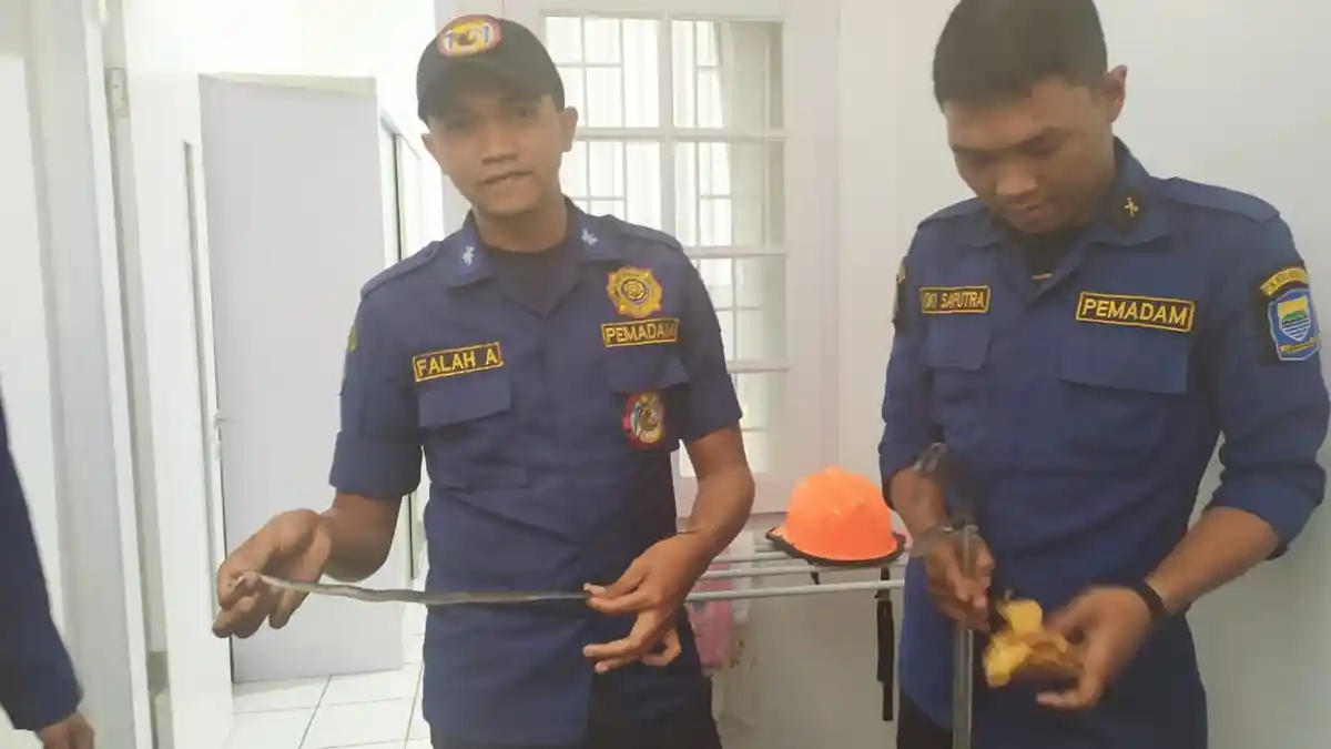 Rumah Dimasuki Ular Kopi Sepanjang 30 Sentimeter, Warga Cipaganti Lapor Pemadam Kebakaran