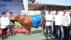 PT-PLN-Persero-menggelar-program-penyembelihan-dan-penyaluran-hewan-kurban.jpg