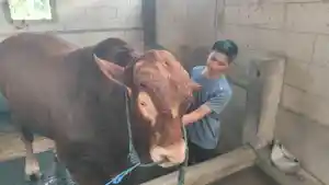 Sapi-si-tole-nganjuk.jpg